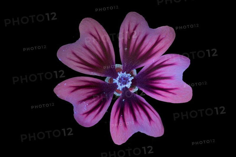 Common mallow (Malva sylvestris), flower photographed with UV light, Germany