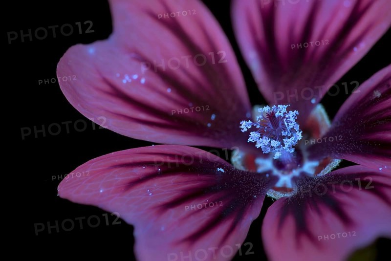 Common mallow (Malva sylvestris), flower photographed with UV light, Germany