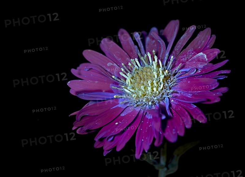 New Belgium autumn aster (Symphyotrichum novi-belgii), flower photographed with UV light, Germany