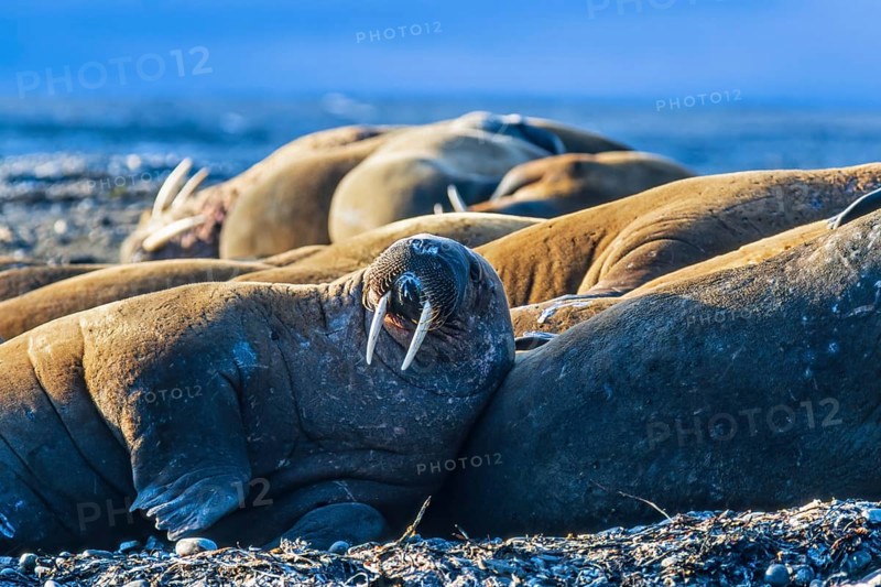 Flock of Walruses (Odobenus rosmarus) lying and resting on the beach by the Arctic Ocean, Svalbard, Norway