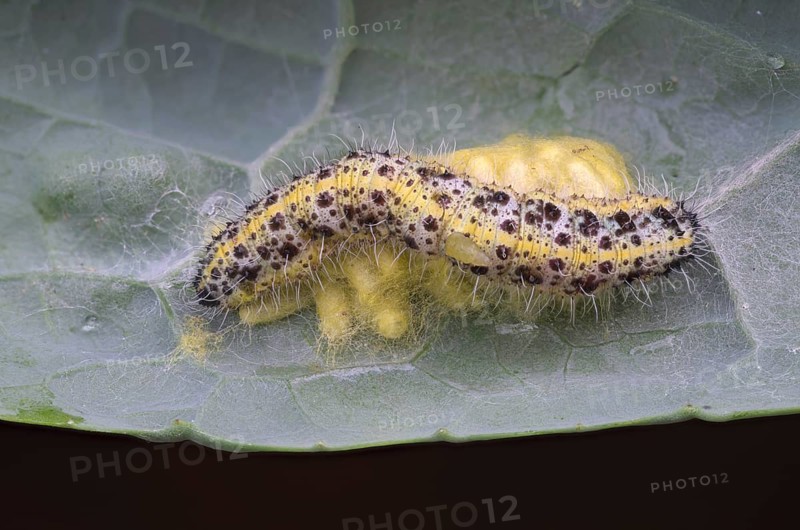 Cabbage butterfly (Pieris brassicae), caterpillar on spun-in caterpillars of the cabbage butterfly wasp (Cotesia glomerata) or cabbage butterfly ichneumon wasp, with emerging caterpillar, Germany