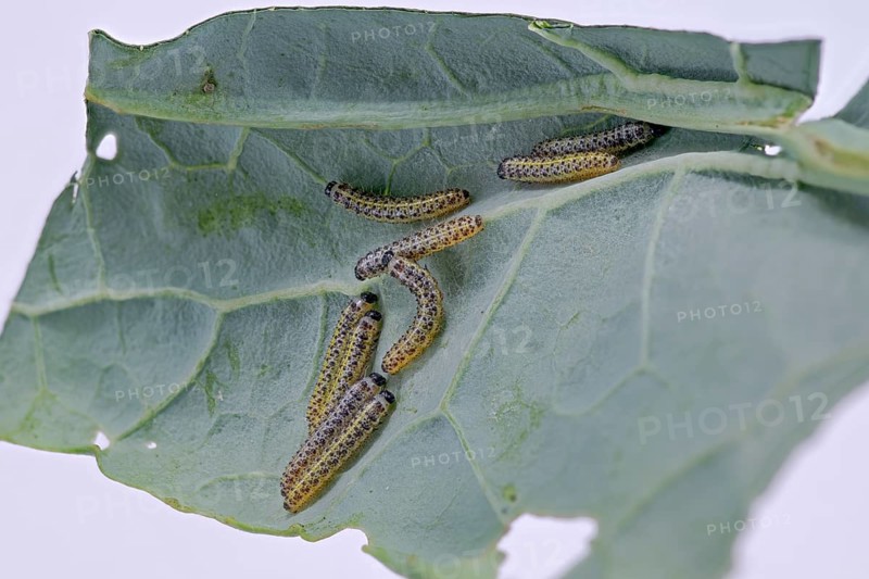 Cabbage butterfly (Pieris brassicae), caterpillar, on palm kale (Brassica oleracea var. palmifolia DC.), Germany