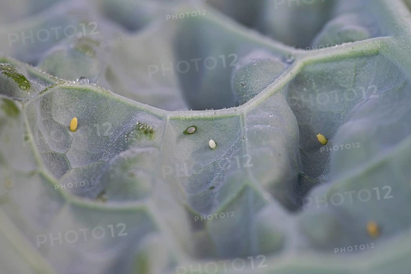 Small white (Pieris brassicae), egg, on palm kale (Brassica oleracea var. palmifolia DC.), Germany