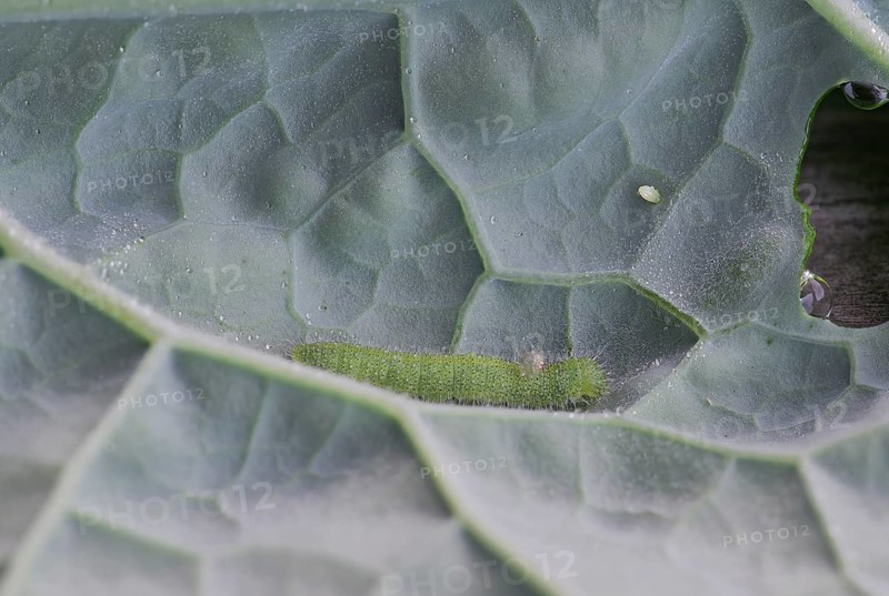 Small white (Pieris brassicae), egg, caterpillar, with parasite on palm cabbage (Brassica oleracea var. palmifolia DC.), Germany