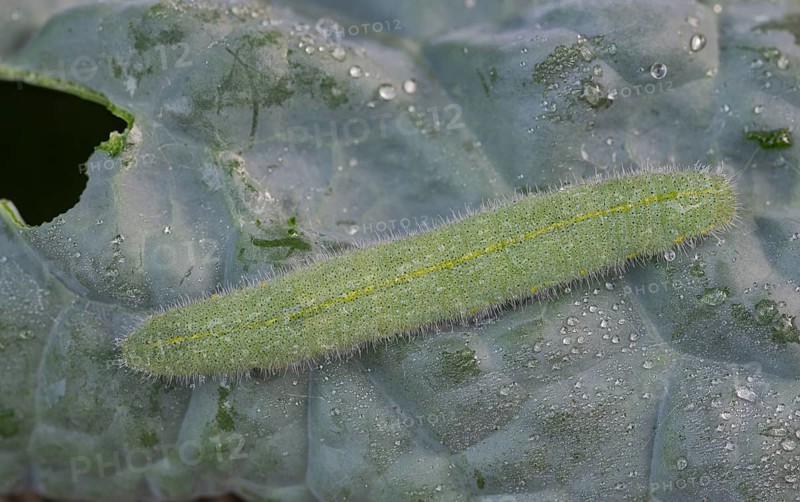 Small white (Pieris brassicae), caterpillar, on palm kale (Brassica oleracea var. palmifolia DC.), Germany