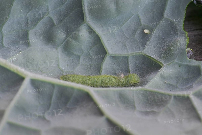 Small white (Pieris brassicae), caterpillar, egg, on palm kale (Brassica oleracea var. palmifolia DC.), Germany