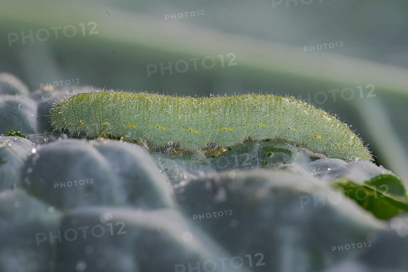 Small white (Pieris brassicae), caterpillar, on palm kale (Brassica oleracea var. palmifolia DC.), Germany
