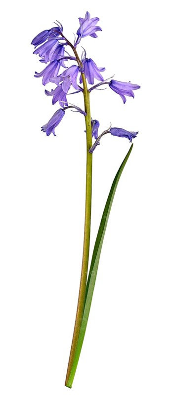 Bluebell (Hyacinthoides), flower, leaf, Germany