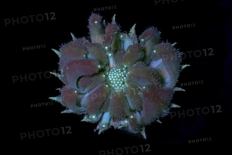 Marigold (Calendula officinalis) .seed capsule immature, photographed with UV light, Germany