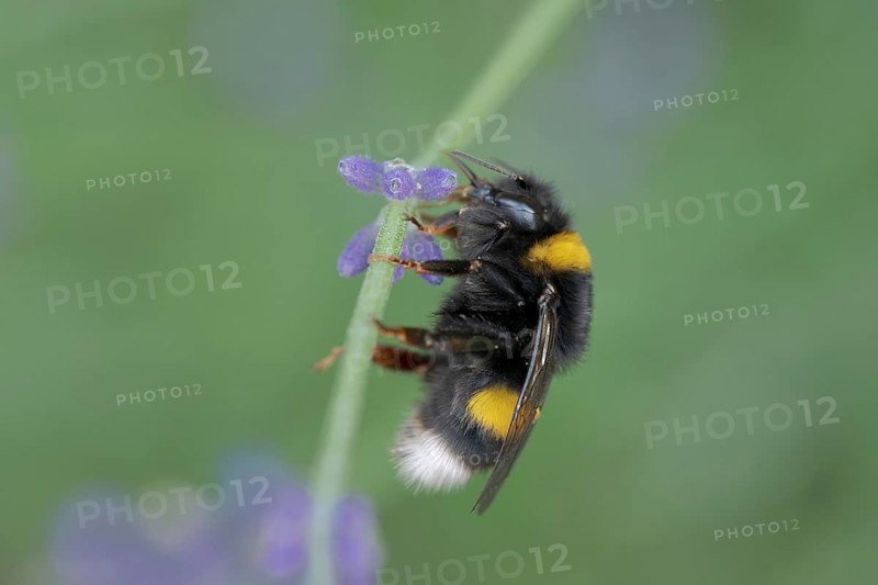 Bombus magnus (Bombus magnus), summer queen, Common lavender (Lavandula angustifolia), Germany