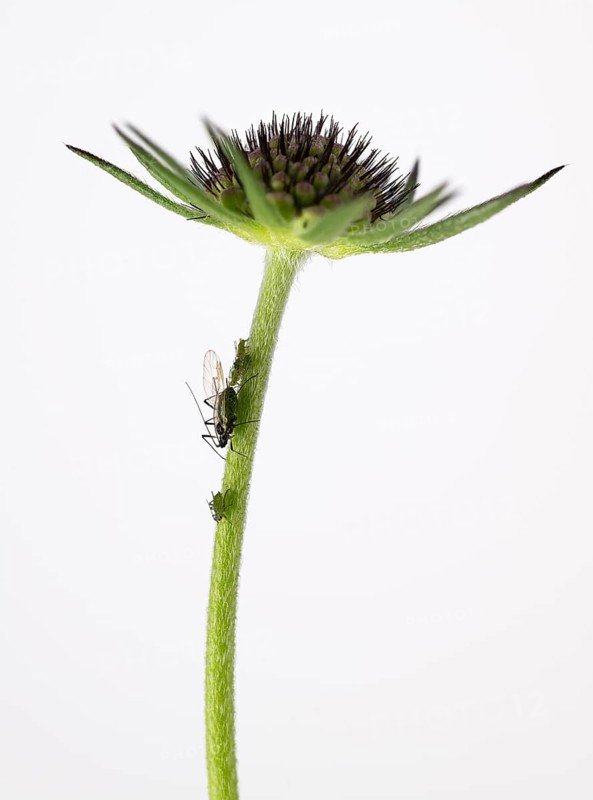 Myzus persicae (Myzus persicae), Pigeon Scabiosa (Scabiosa columbaria), Germany