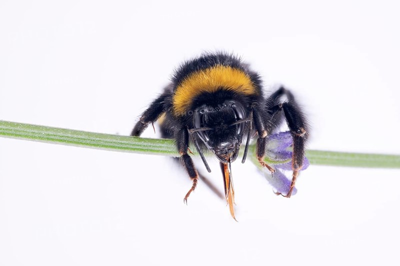 Bombus magnus (Bombus magnus), summer queen, Common lavender (Lavandula angustifolia), Germany