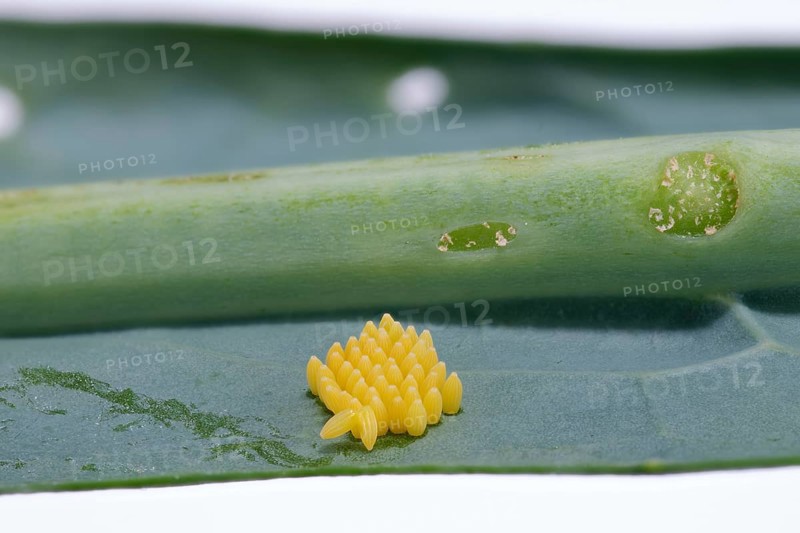 Cabbage butterfly (Pieris brassicae), eggs, on palm kale (Brassica oleracea var. palmifolia DC.), Germany