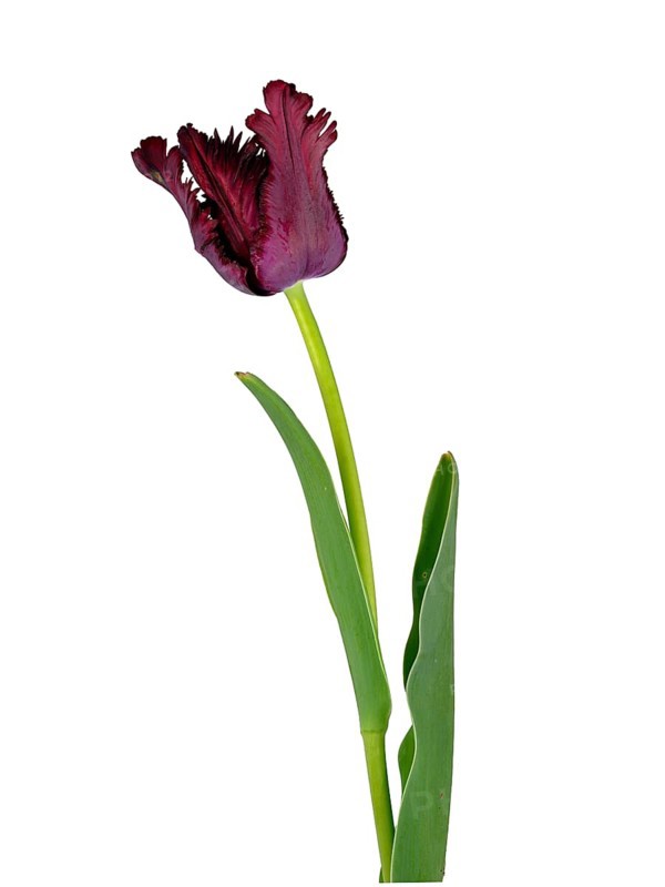 Fringed tulip (Tulipa), flower, leaf, Germany