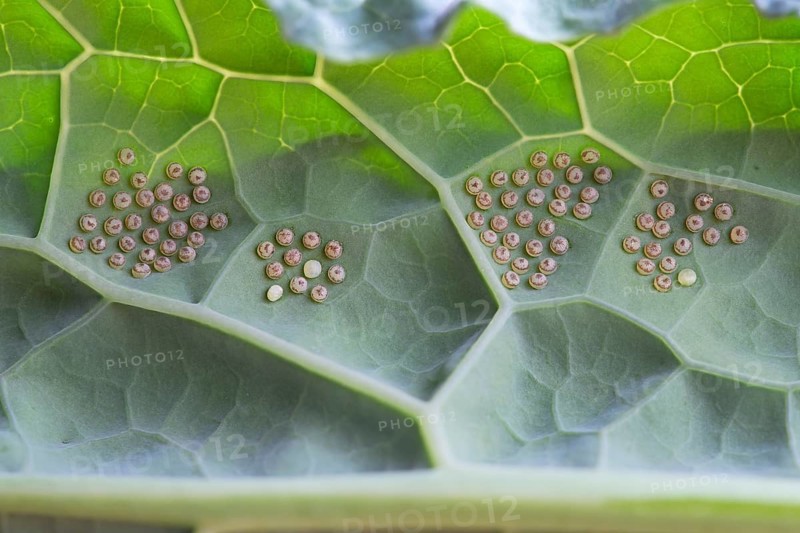 Insect indeterminate, eggs, on palm kale (Brassica oleracea var. palmifolia DC.), Germany