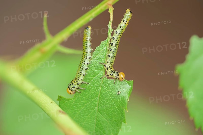 Blue-black rose brushhorn wasp (Arge pagana), caterpillar, on rose (Rosa), rare, Germany