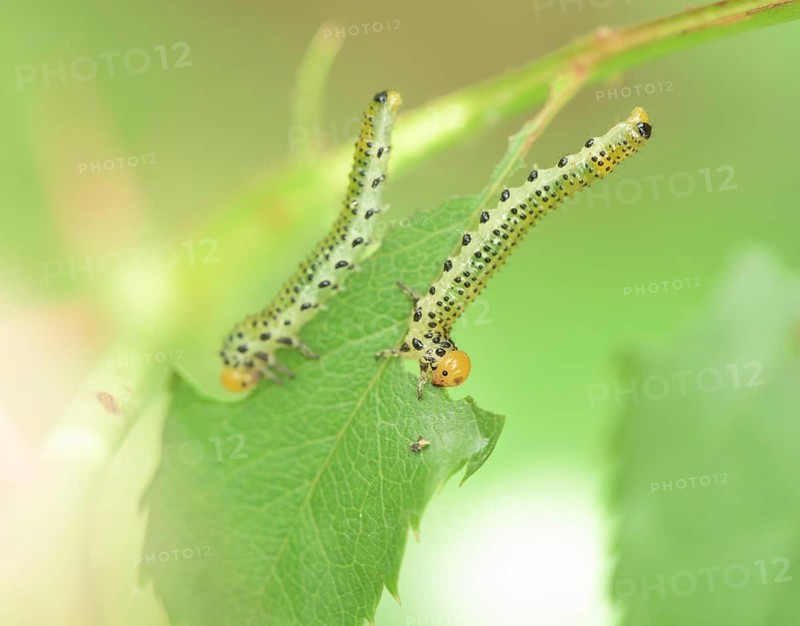 Blue-black rose brushhorn wasp (Arge pagana), caterpillar, on rose (Rosa), rare, Germany