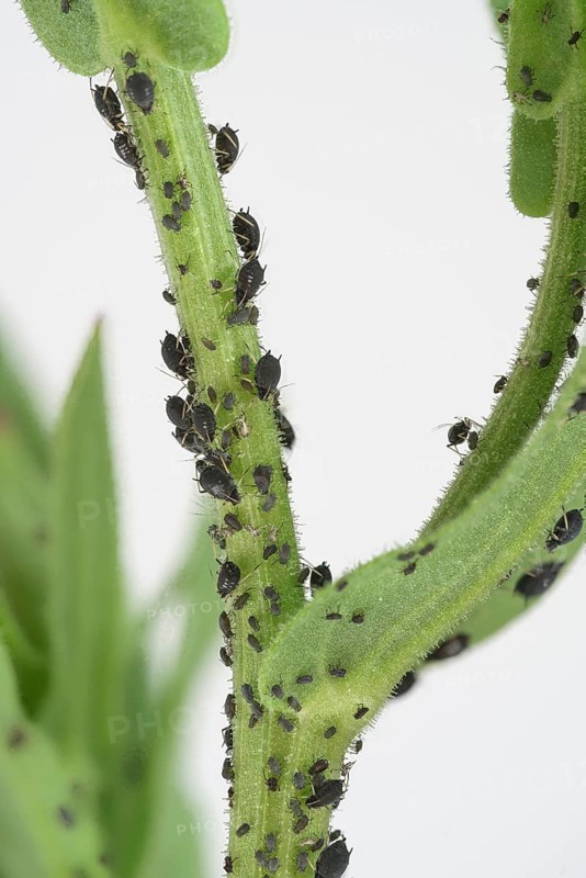 Black bean aphid (Aphis fabae), marigold (Calendula officinalis), Germany