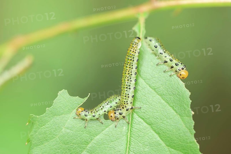 Blue-black rose brushhorn wasp (Arge pagana), caterpillar, on rose (Rosa), rare, Germany