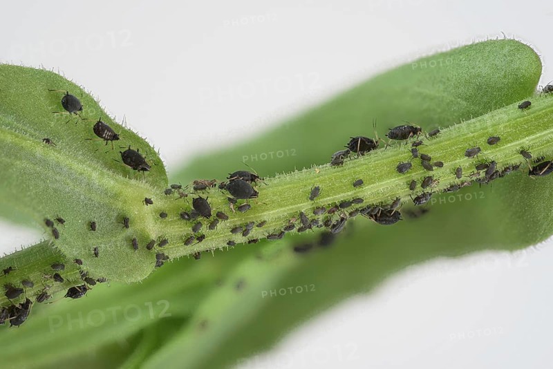 Plant lice (Sternorrhyncha) undetermined, on marigold (Calendula officinalis), Germany