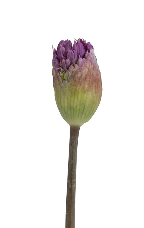 Kugellauch (Allium aflatunense), bud, Germany