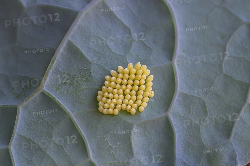 Cabbage butterfly (Pieris brassicae), eggs, on palm kale (Brassica oleracea var. palmifolia DC.), Germany
