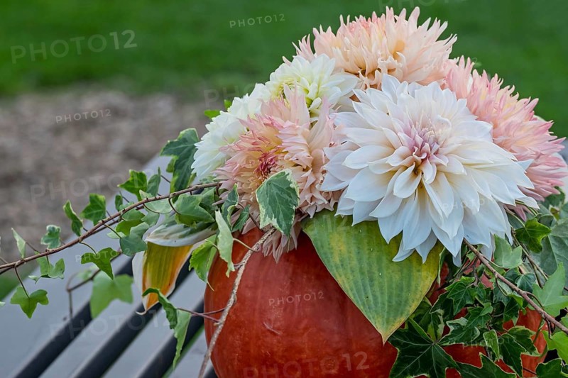 Bouquet of flowers with dahlias in a pumpkin on a metal table, Münsterland, North Rhine-Westphalia, Germany