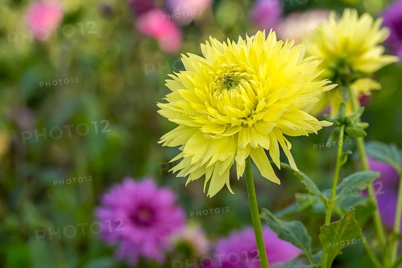 Deer antler dahlia, Hale Bopp variety, Münsterland, North Rhine-Westphalia, Germany