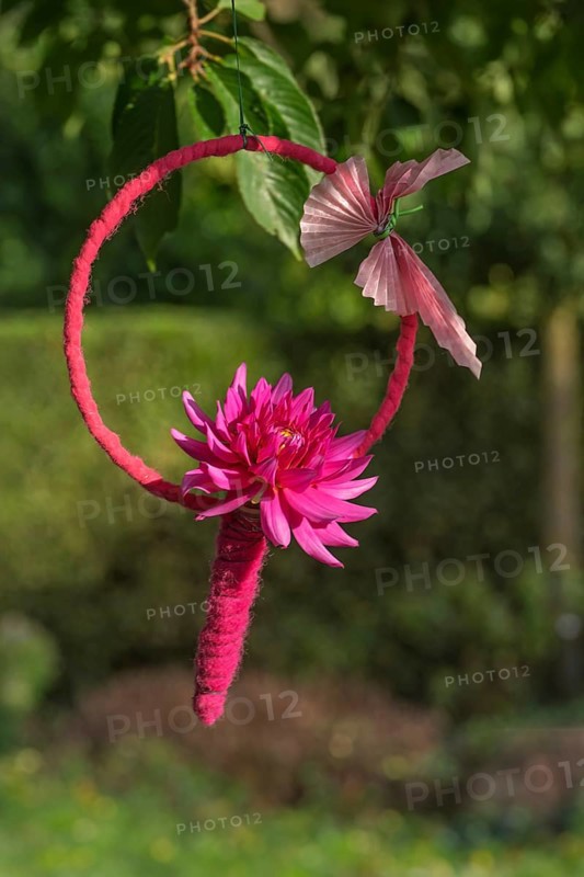 Pink dahlia in a ring with butterfly, hanging in a tree, North Rhine-Westphalia, Germany