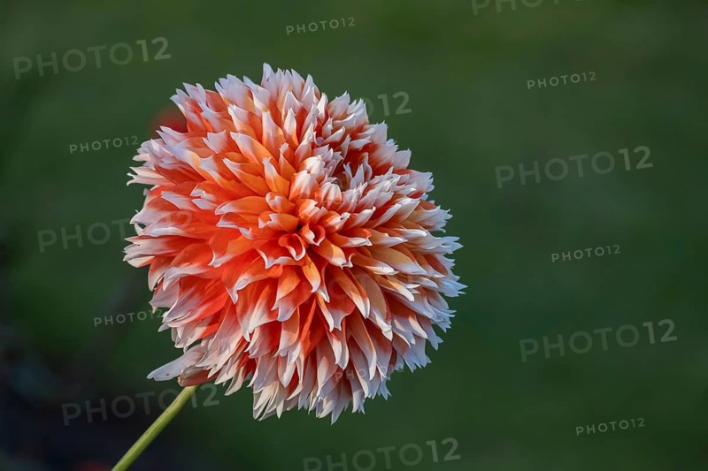 Single orange and white dahlia flower with blurred background, Münsterland, North Rhine-Westphalia, Germany