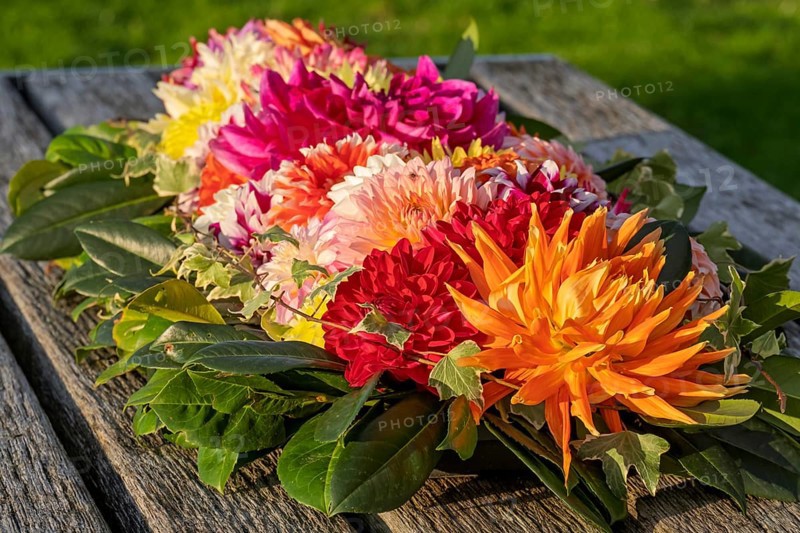 Dahlia arrangement (Dahlia) as decoration on a wooden table, North Rhine-Westphalia, Germany
