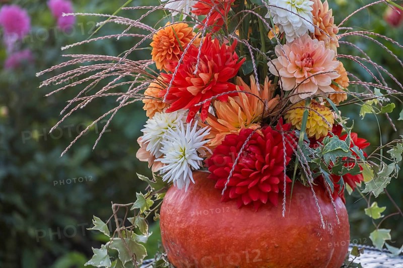 Flower arrangement of colourful dahlias in a pumpkin, Münsterland, North Rhine-Westphalia, Germany