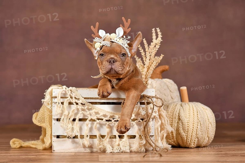 Cute French Bulldog puppy with reindeer antlers in box in front of brown background with boho style decoration