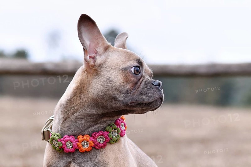 Portrait of healthy French Bulldog dog with very long nose paracord flower collar