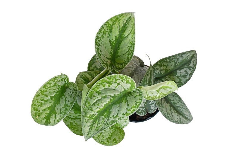 Top view of exotic 'Scindapsus Pictus Exotica' or 'Satin Pothos' houseplant with velvet texture and silver spot pattern in flower pot on white background