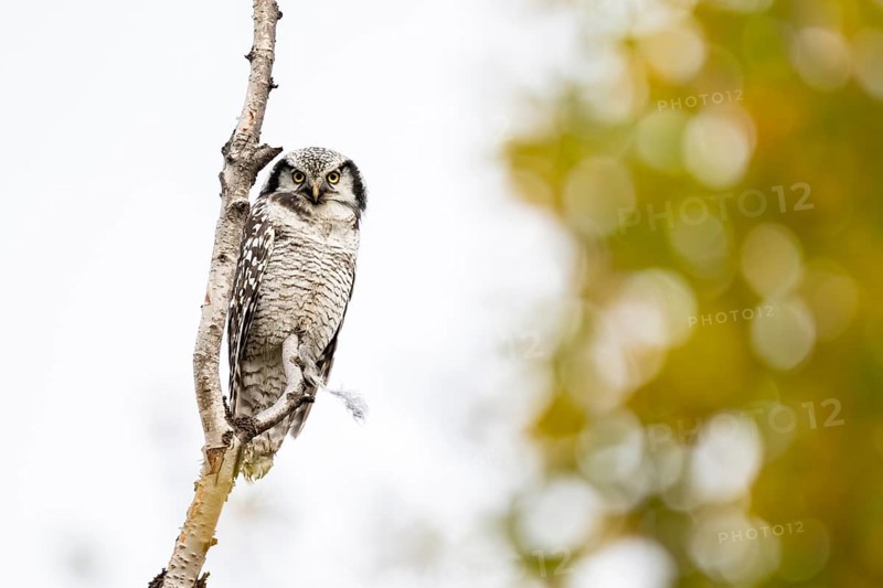 Barred owl (Surnia ulula), Dovrefjell-Sunndalsfjella National Park, Norway