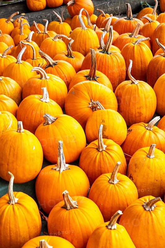 Classic Halloween pumpkins, at a farm market, in autumn