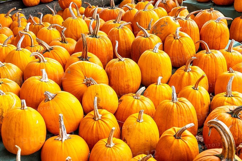 Classic Halloween pumpkins, at a farm market, in autumn