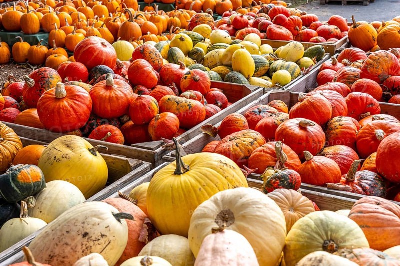 Various pumpkins, at a farm market, in autumn