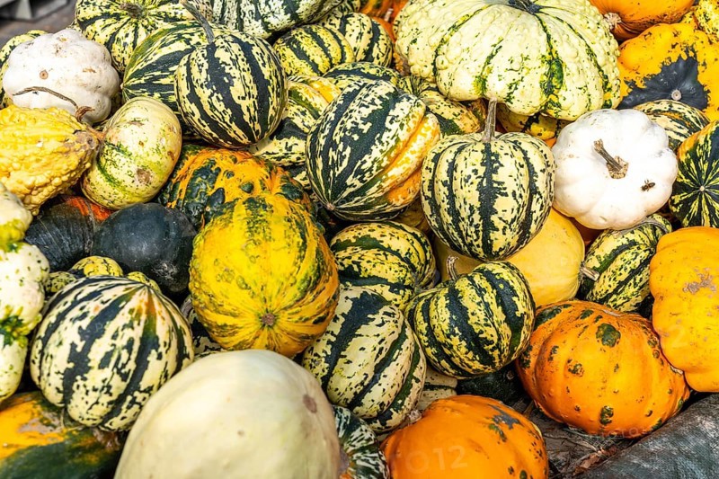 Ornamental pumpkins, at a farm market, in autumn