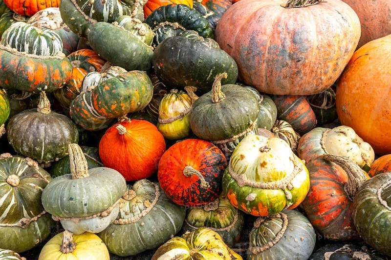 Ornamental pumpkins, at a farm market, in autumn