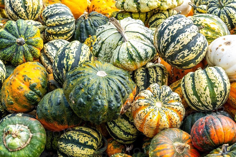 Ornamental pumpkins, at a farm market, in autumn