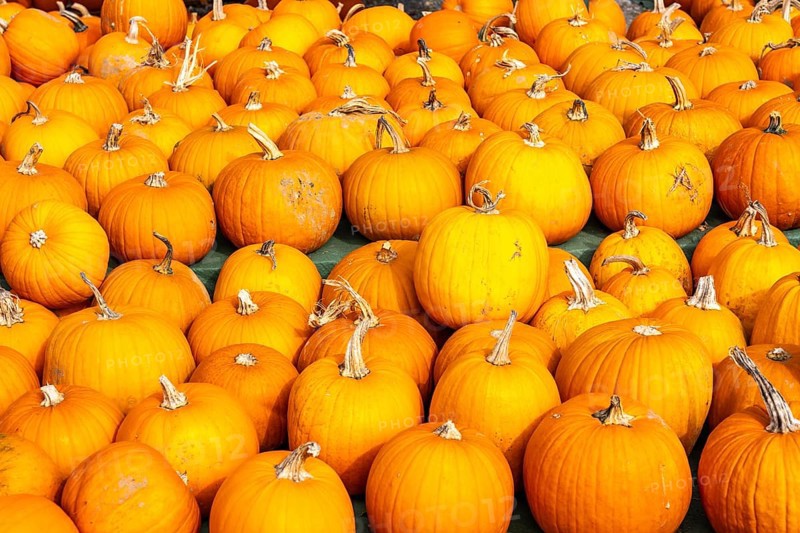 Classic Halloween pumpkins, at a farm market, in autumn