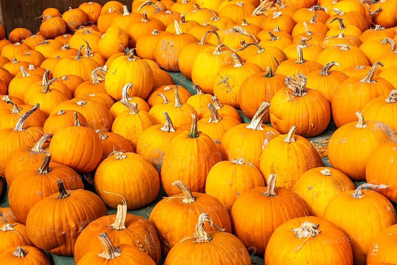 Classic Halloween pumpkins, at a farm market, in autumn