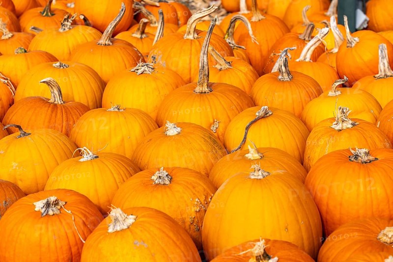 Classic Halloween pumpkins, at a farm market, in autumn