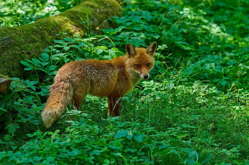A fox looking over its shoulder in a green section of forest, red fox (Vulpes vulpes), Schleswig-Holstein, Germany