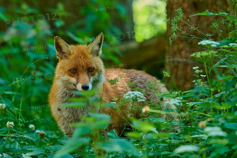 A fox peers intently out of the dense undergrowth of the forest, red fox (Vulpes vulpes), Schleswig-Holstein, Germany