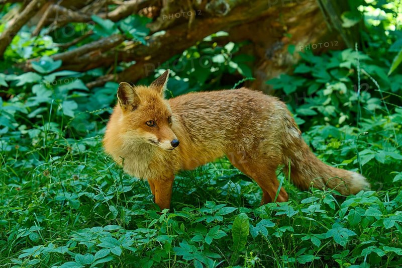 A fox stands attentively in the green undergrowth of a forest and looks to the side, red fox (Vulpes vulpes), Schleswig-Holstein, Germany