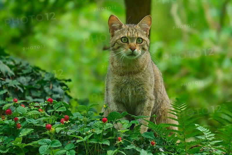 A wildcat sits on grasses and wild strawberries in the forest and looks around attentively, Wildcat (Felis silvestris silvestris), Hesse, Germany