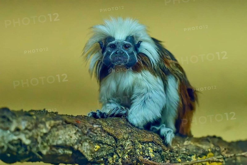 A tamarin monkey sits attentively on a tree trunk, surrounded by natural surroundings, liszt monkey (Saguinus oedipus), captive, Germany